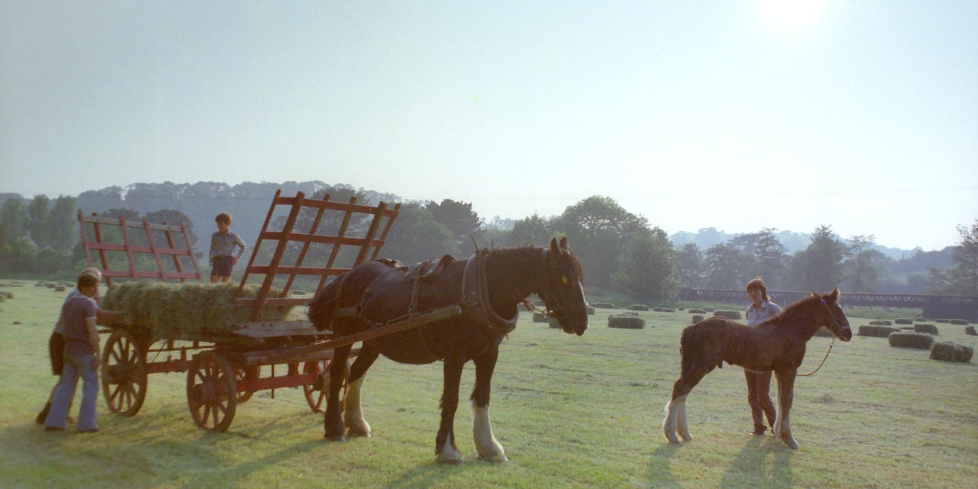 Collecting hay in Bickleigh